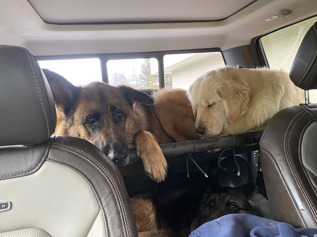 Dog Bunk Bed