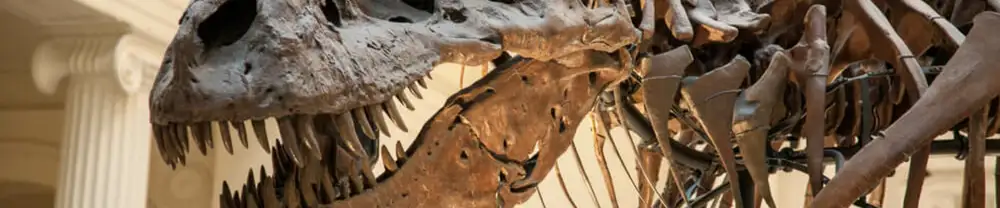 Yes – That Dinosaur Skeleton Might Be Glass Or Carbon Fiber